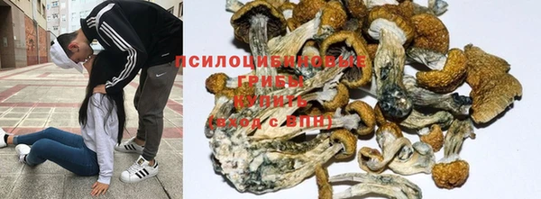 apvp Алзамай